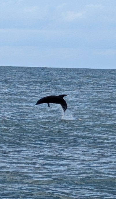 Orca